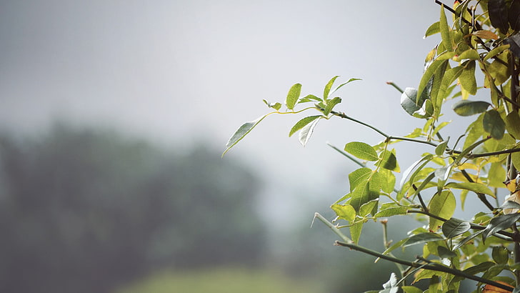 green leafed plant, blurred, leaves, nature, mist, plants, tree, HD wallpaper