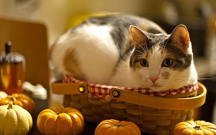 short-haired black and white cat, lying, basket, pumpkin, curiosity
