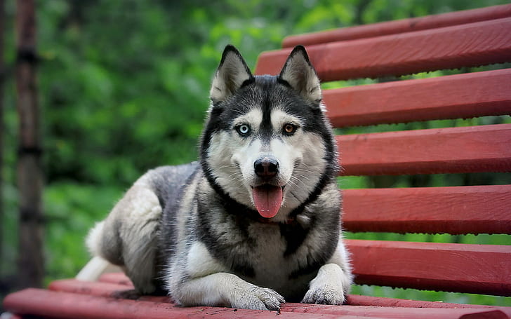 dog, Siberian Husky, animals, heterochromia, bench, HD wallpaper