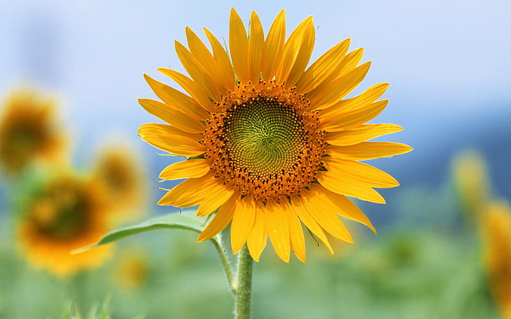 Single Sun Flower HD, sunflower, flowers