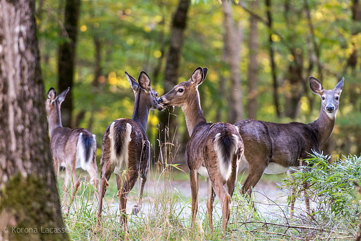 group of deers, deer, Family, Fall, Kejimkujik National Park
