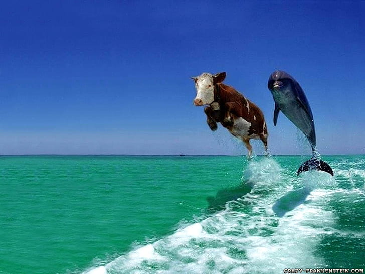 cow and dolphin cow-and-dolphin HD, animals, HD wallpaper