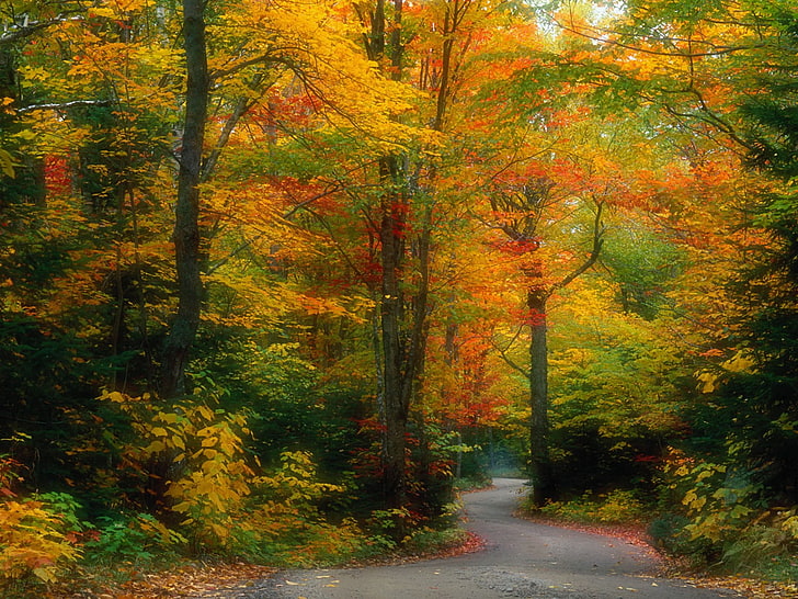 nature, forest, fall, path, red leaves, autumn, tree, change