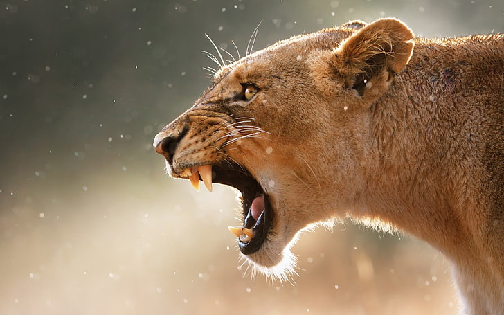 brown cheetah, nature, lion, animals, roar, wildlife, carnivore, HD wallpaper