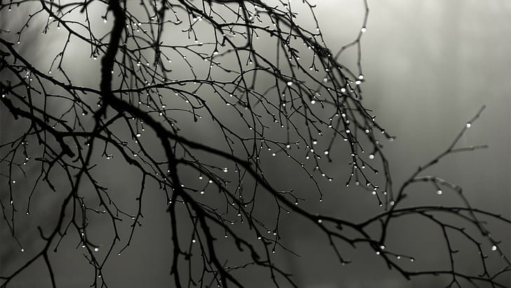 branch, landscape, minimalism, monochrome, mist, trees, rain
