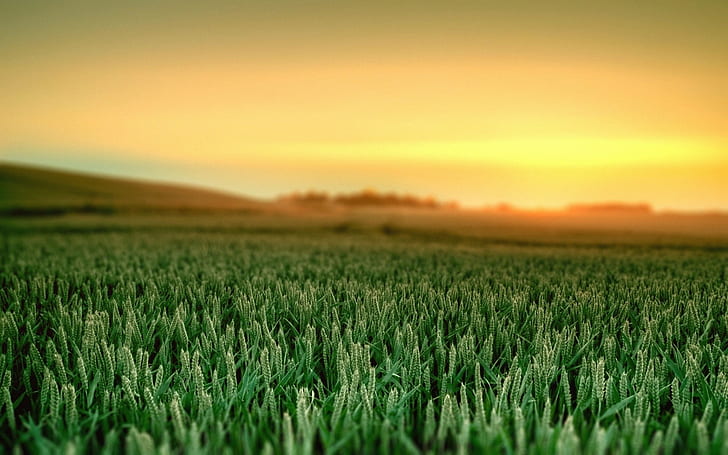 field, flower, grass, wheat, HD wallpaper