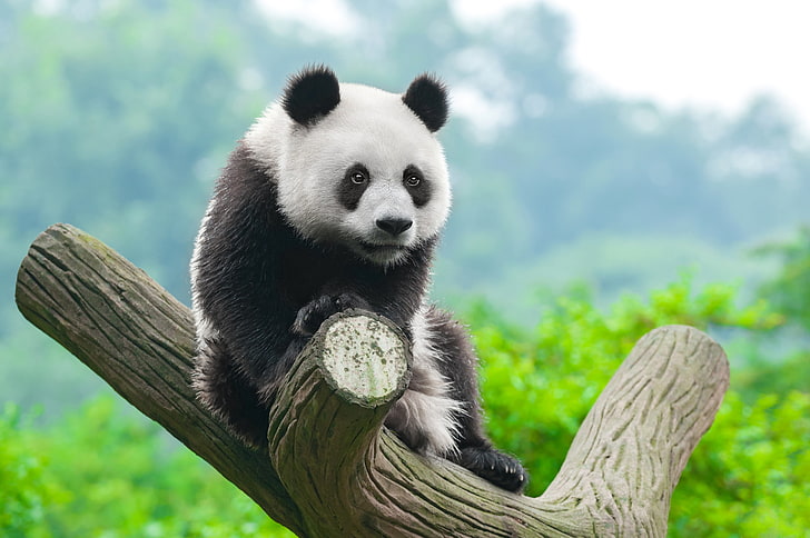 panda, cute animals, 4k, animal themes, animal wildlife, mammal, HD wallpaper
