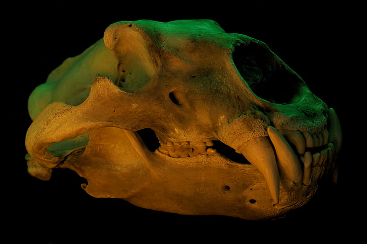 polar bears, skull, black background, teeth, colorful, green