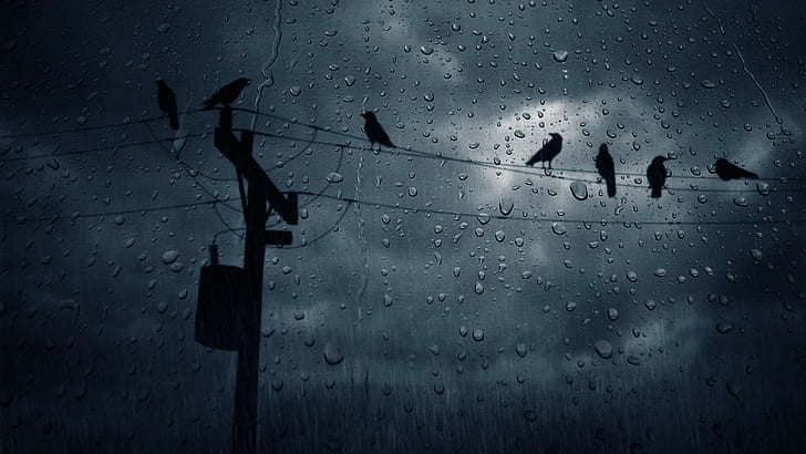 HD wallpaper: crow, rain, birds | Wallpaper Flare