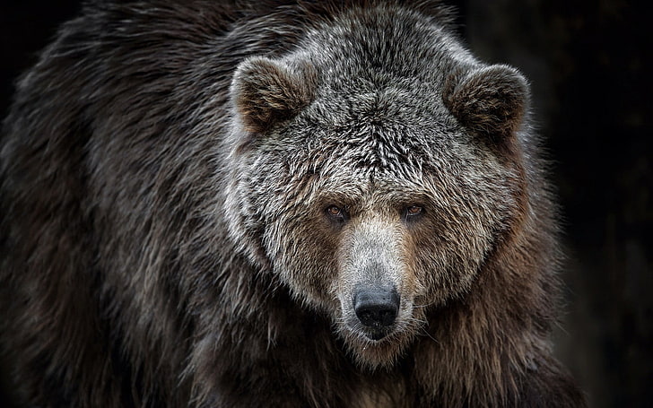 brown bear, animals, bears, Grizzly Bears, animal wildlife, animal themes, HD wallpaper