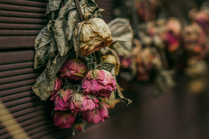 roses, dry, herbarium, flower, flowering plant, close-up, focus on foreground