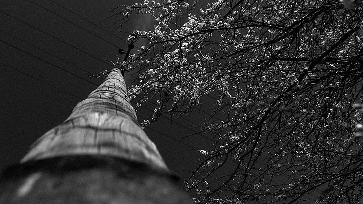 trees, blossoms, wires, monochrome, power lines, Poland, utility pole