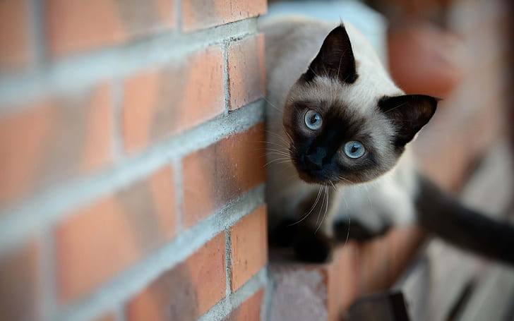 Siamese Cat on Brick Wall, white and black fur cat, cute, agile, HD wallpaper