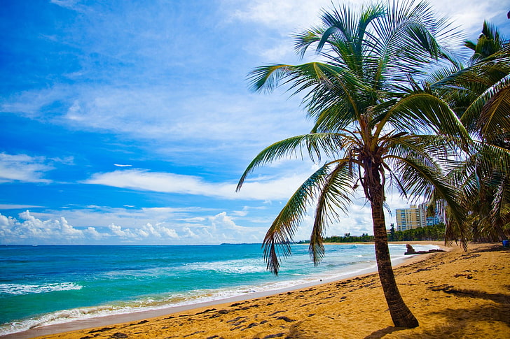 tropical tree on beach at daytime, Puerto Rico, water, sea, sky, HD wallpaper