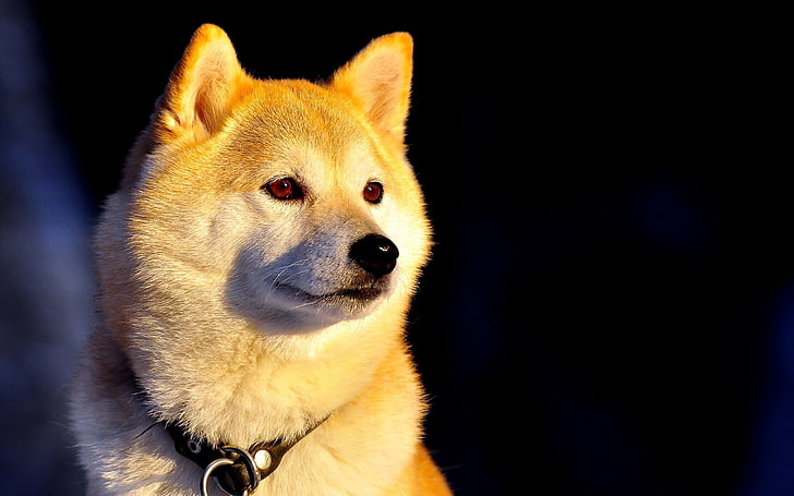 short-coated brown dog, collar, eyes, beautiful, animal, purebred Dog