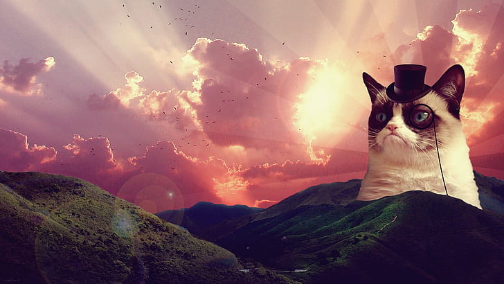 Cat meme 1080P, 2K, 4K, 5K HD wallpapers free download | Wallpaper Flare
