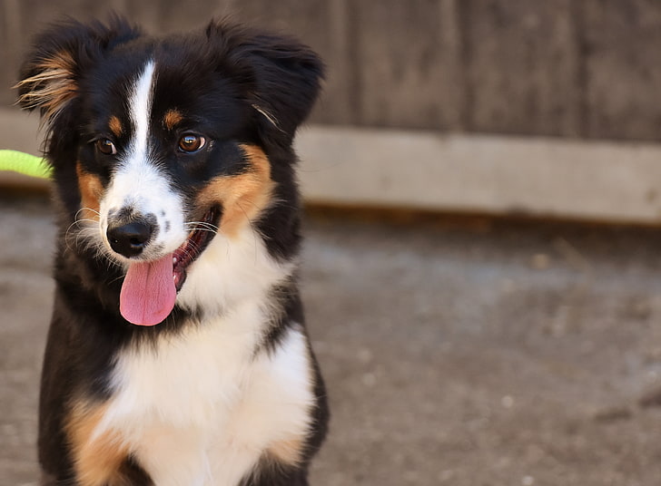 Bernese mountain dog puppy, muzzle, protruding tongue, one animal