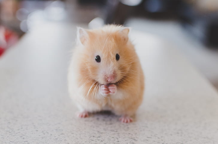 [صورة: animals-hamster-pets-wallpaper-preview.jpg]
