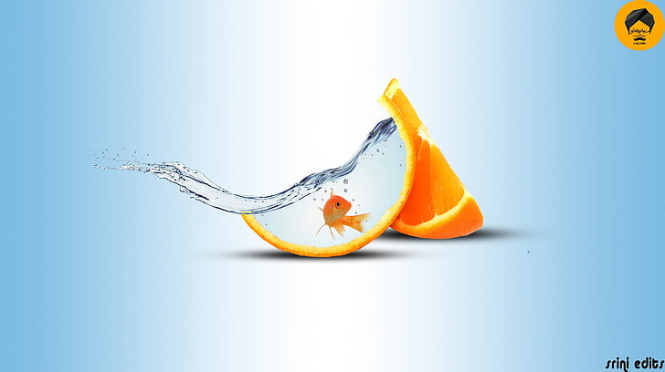fish, water, orange (fruit), splashes, studio shot, colored background