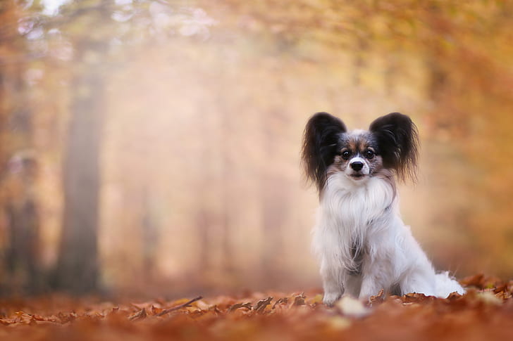 autumn, dog, bokeh, Papillon, The continental toy Spaniel, HD wallpaper