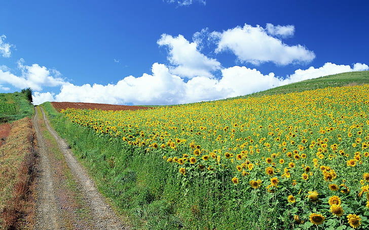 landscape, field, sunflowers, sky, clouds