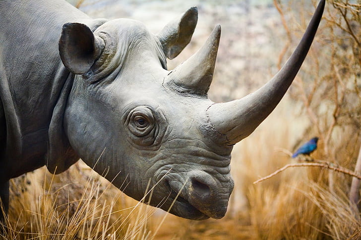 Rhinoceros 1080P, 2K, 4K, 5K HD wallpapers free download | Wallpaper Flare