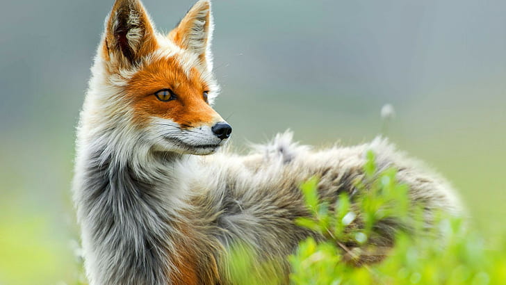 orange and gray fox, animals, nature, animal themes, one animal