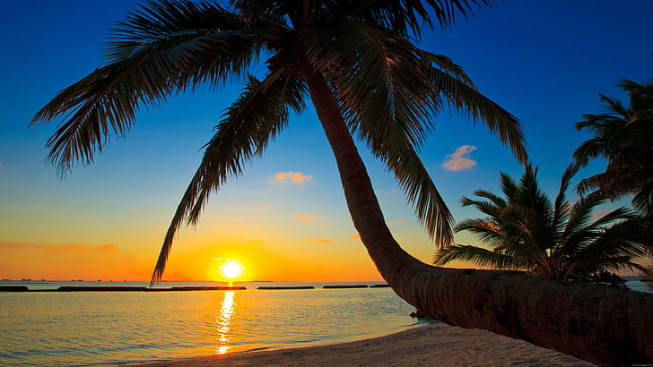 Sunset under the palms, coconut tree near beach during sunset, HD wallpaper