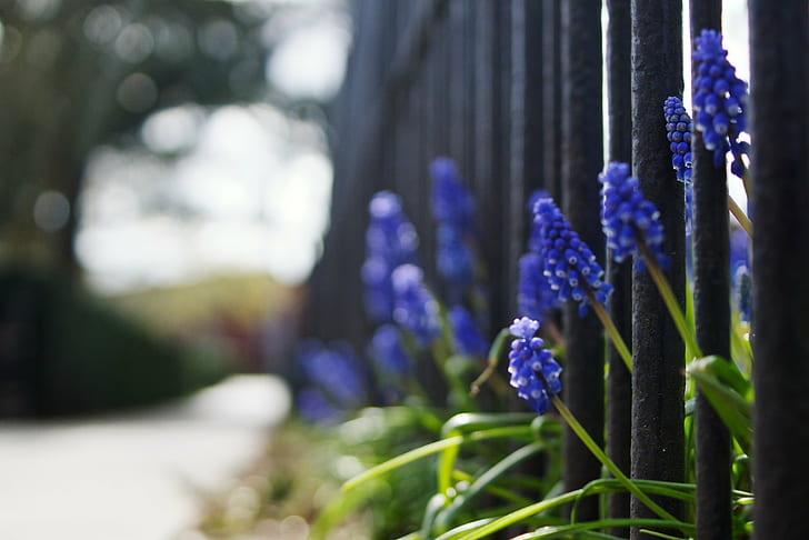 blue grape Hyacinth flower in metal fence at daytime, Flowery, HD wallpaper