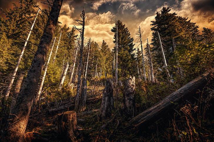 brown and black tree painting, forest, plants, trees, HDR, nature