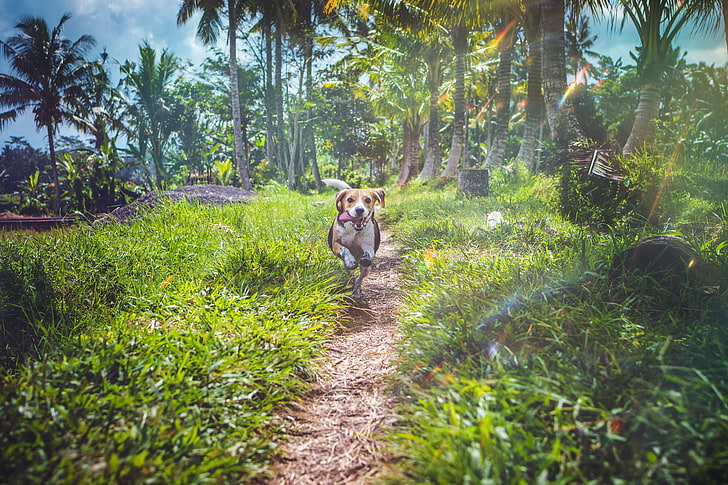 beagle, dog, running, path, grass, plant, mammal, pets, animal themes