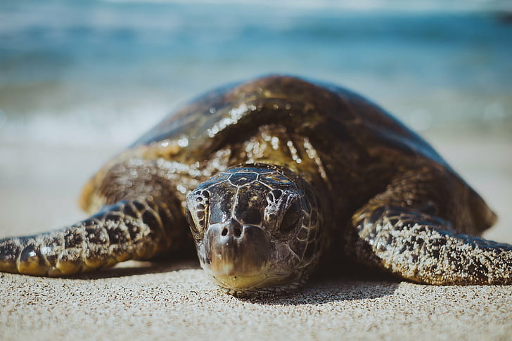 brown tortoise, turtle, sea, animal, reptile, beach, nature, sand, HD wallpaper