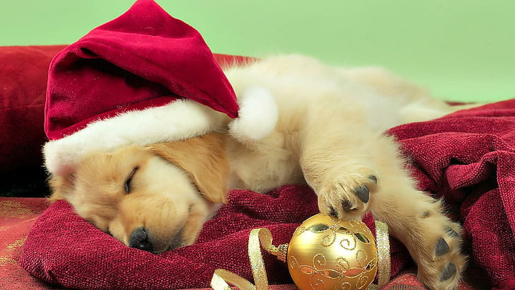 Cute Santa, golden retriever puppy, ball, christmas, santa claus