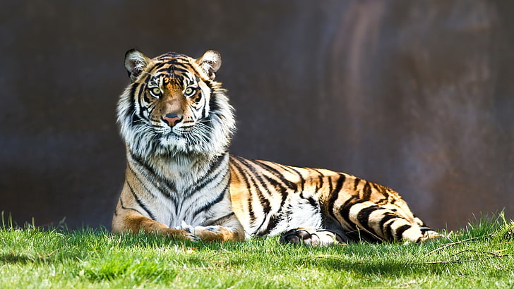 tiger painting, animals, big cat, feline, animal themes, animal wildlife