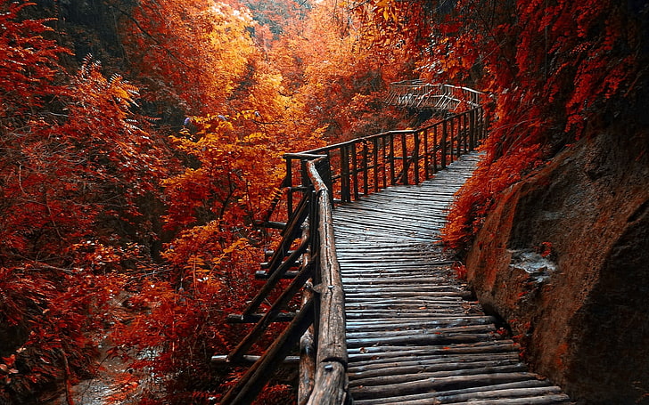 landscape photography of wooden bridge covered in orange leafed trees