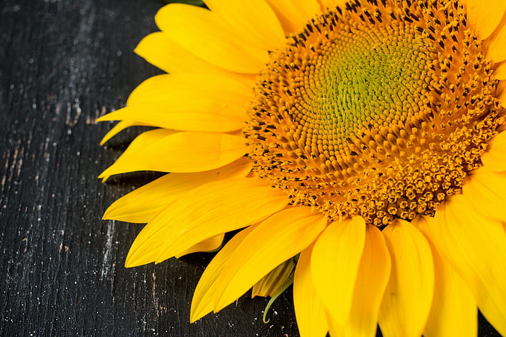 macro photography of Sungflower, sunflower, sunflower, natural, HD wallpaper