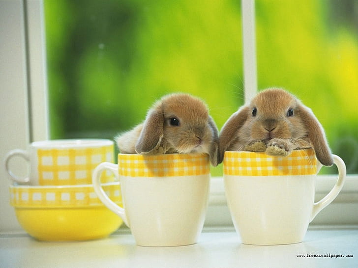 coffie anyone bunny cups HD, animals, HD wallpaper