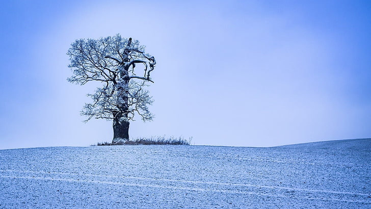 silhouette of tree, nature, trees, winter, ice, snow, landscape