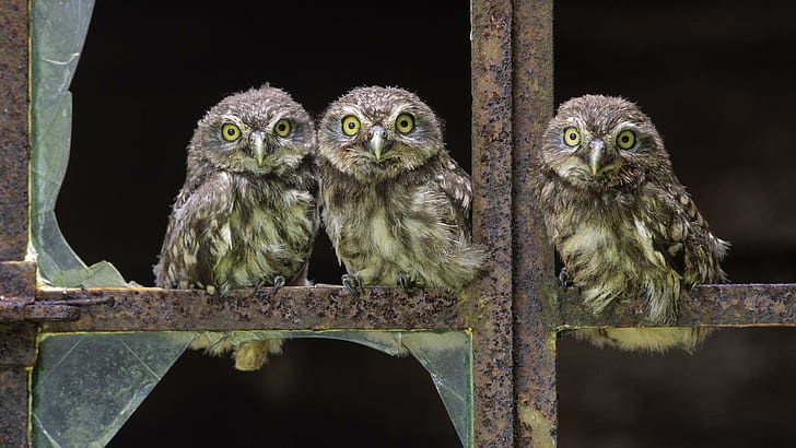 Baby Owls, three gray-and-white owls, birds, babies, animals, HD wallpaper