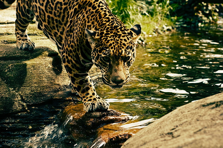 HD wallpaper: leopard, predator, water, big cat, animal, nature, wildlife,  mammal | Wallpaper Flare