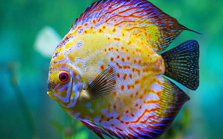 HD wallpaper: Beautiful discus fish, aquarium, blue, yellow, and black fish  | Wallpaper Flare