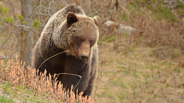 Grizzly Bears, animals, animal wildlife, animals in the wild