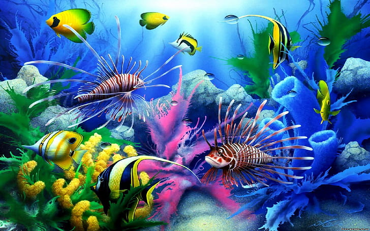 colorful fish wallpapers