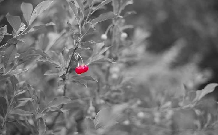 Red Cherry, red cherries selective photography, Black and White, HD wallpaper