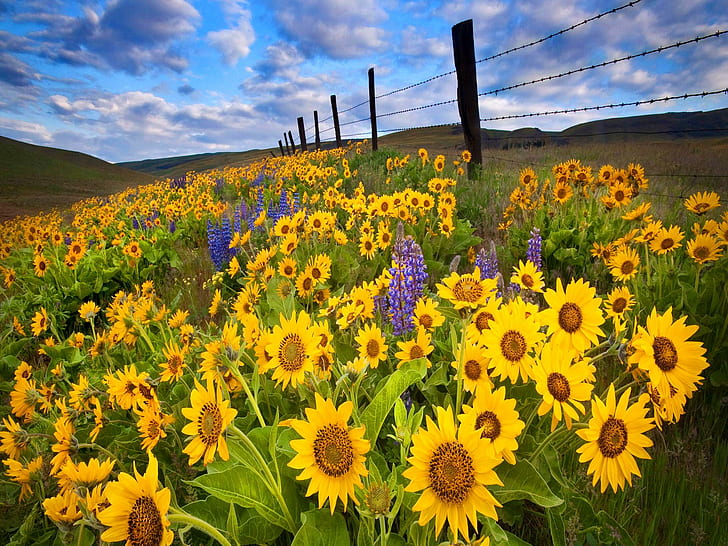 Meadow Of Sunflowers, lovely, yellow, harmony, nice, fence, delight, HD wallpaper