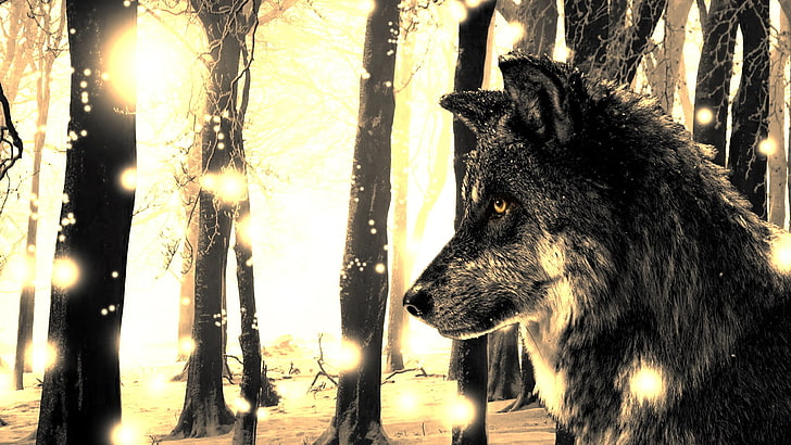 grey wolf digital wallpaper, one animal, mammal, animal themes, HD wallpaper