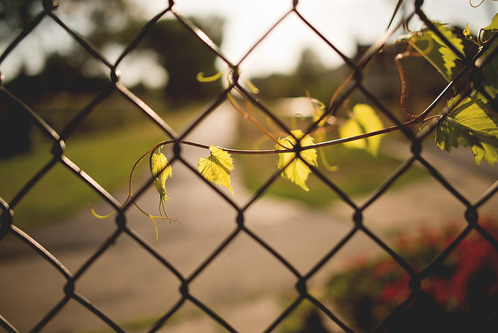 plants, fence, depth of field, chainlink fence, protection, HD wallpaper