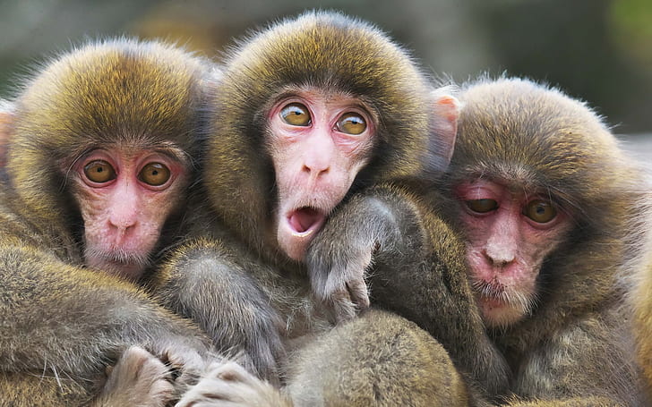 Three monkeys, HD wallpaper