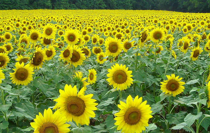 sunflower field during daytime, sunflowers, sunflowers, Wildlife Refuge, HD wallpaper