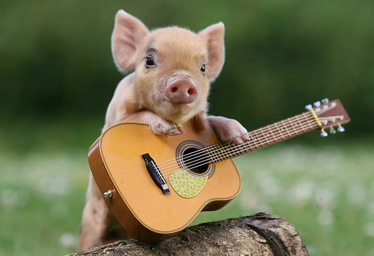 HD wallpaper: Animal, Pig, Cute, Guitar | Wallpaper Flare